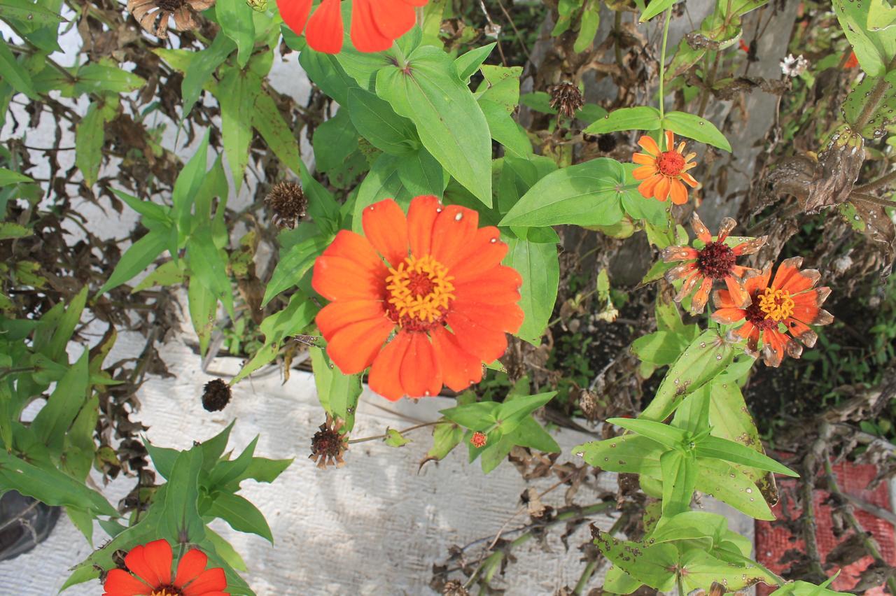 Real Primaveras Campestre Ескарсега Екстер'єр фото